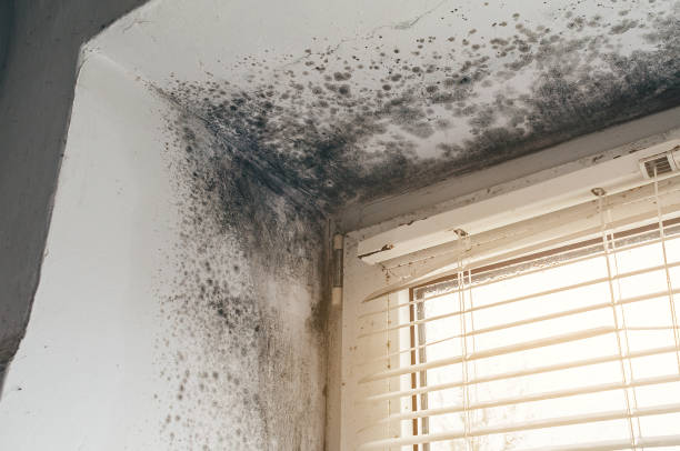 Trusted Mold Inspection service in Florham Park, NJ - Cheap Mold Removal